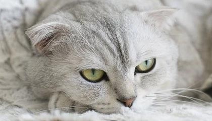 Taliesin 与 Evitel 每周重置:全新房屋装饰与插件定稿